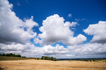 Image showing Golden grain on a field in a countryside landscape