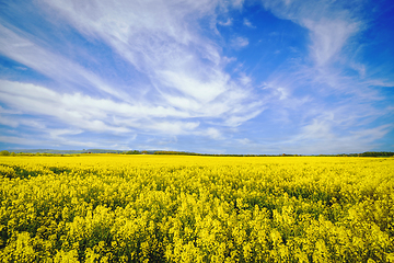 Image showing Yellow flowers on a rapeseed field
