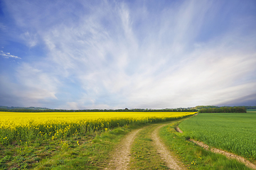 Image showing Rural dirt road with yellow canola fields