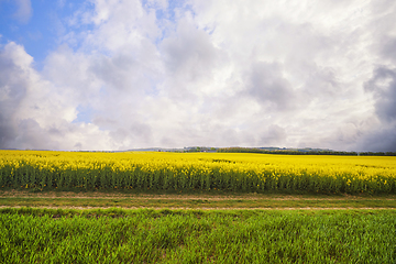 Image showing Horizontal road near a canola field