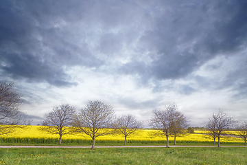 Image showing Trees on a row in front of a rapeseed field