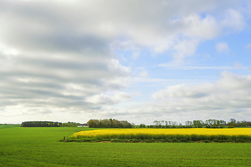 Image showing Yellow canola field surrounded by green meadows