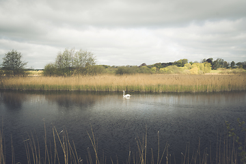 Image showing Lonely swan in a rural lake on a cloudy day