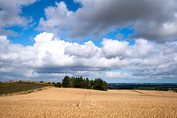 Image showing Golden grain on a farmland landscape