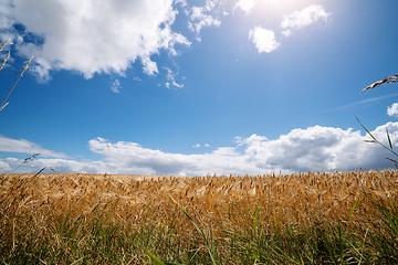 Image showing Golden grain on a field in the summer