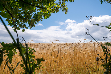 Image showing Golden wheat grain on a field in the summer