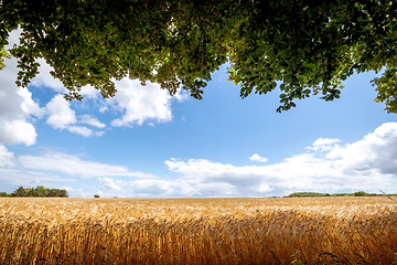 Image showing Field with golden grain and branches