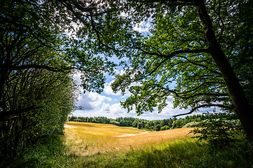 Image showing Meadow in a forest in rural surroundings