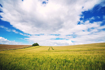 Image showing Wheat crops on a field in the summer