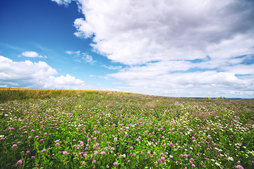 Image showing Clover field with wildflowers in the summer