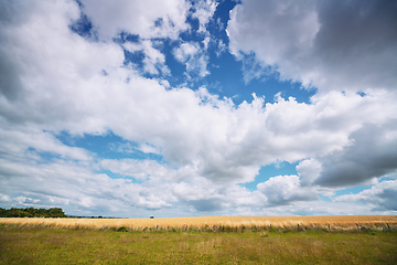 Image showing Rural landscape with golden wheat crops