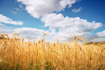 Image showing Golden wheat grain on a rural field