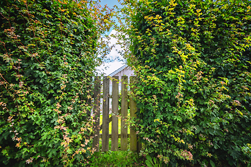 Image showing Garden gate between large green bushes