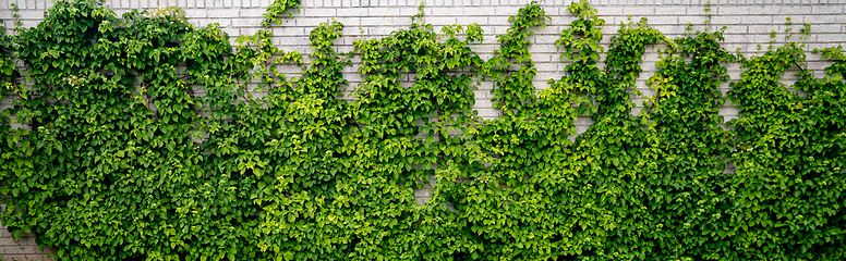 Image showing Green ivy climbing a white brick wall