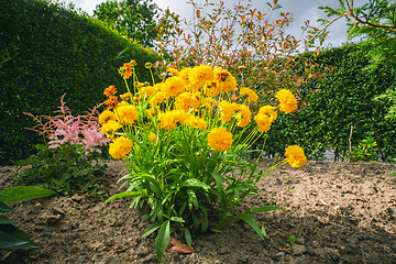 Image showing Yellow flowers in a garden in the summer