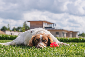 Image showing Cute puppy relaxing on a green lawn