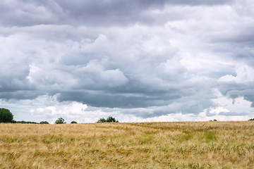 Image showing Dark clouds over a field of wheat grain