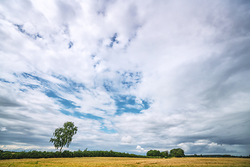 Image showing Rural landscape with grain on a field