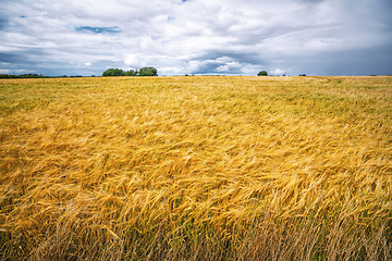 Image showing Golden grain on a cultivated field