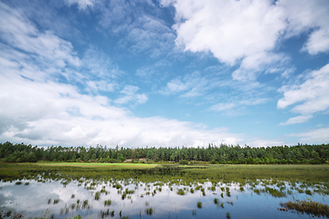 Image showing Swamp lake near a green forest