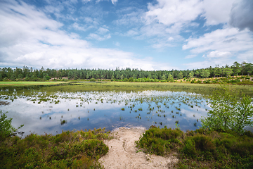 Image showing Swamp area surrounded by trees