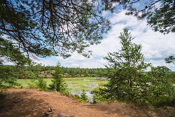 Image showing Pine trees in a swamp area in the summer