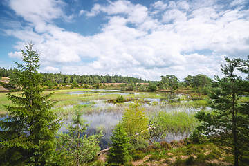 Image showing Beautiful nature in wetlands