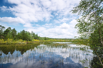 Image showing Wetland landscape with colorful trees