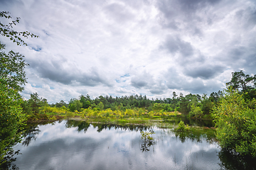 Image showing Forest lake scenery in the spring