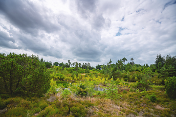 Image showing Wetland wilderness in cloudy weather