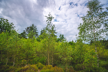 Image showing Birch trees in wilderness nature in Scandinavia