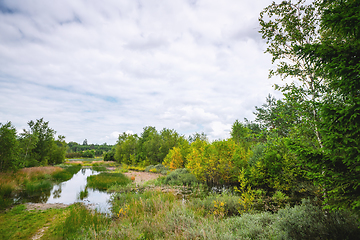 Image showing Flooded wilderness with colorful birch trees