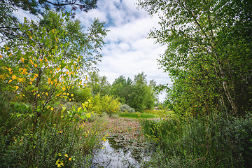 Image showing Swamp wilderness in beautiful colors