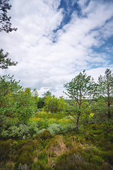 Image showing Swamp wilderness in Scandinavia