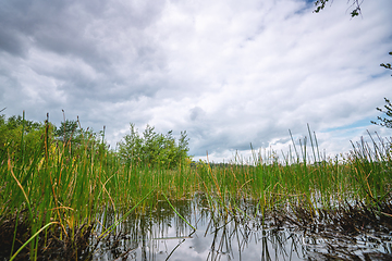 Image showing Green rushes in a swamp wilderness