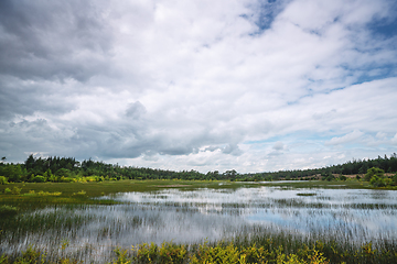 Image showing Flooded swamp area with green plants