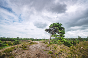 Image showing Lonely tree on wilderness plains