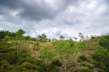 Image showing Birch trees with fresh green leaves on plains