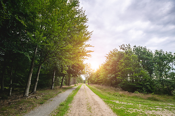 Image showing Dirt road in a green forest in the spring