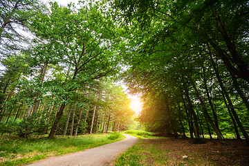 Image showing Curved road in a green forest in the springtime