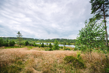 Image showing Landscape with a meadow on top of a wetland