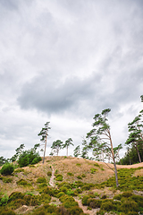 Image showing Pine trees on a hill in a wilderness scenery