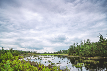 Image showing Forest swamp on a cloudy day