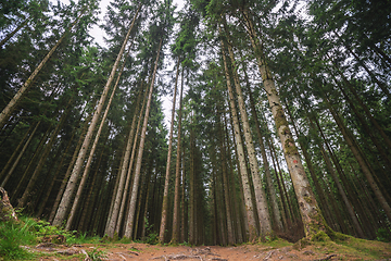 Image showing Forest with tall pine trees