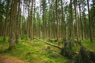 Image showing Green timber forest with tall pine trees