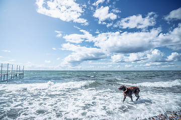 Image showing Brown dog active in a cold ocean with waves