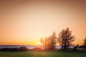Image showing Sunset by the ocean with pine tree silhouettes