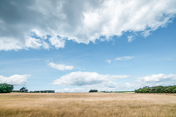 Image showing Rural landscape in the summer with a golden field