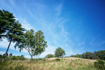 Image showing Birch trees in a rural summer landscape