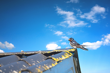 Image showing Swallow on a roof top in the summer